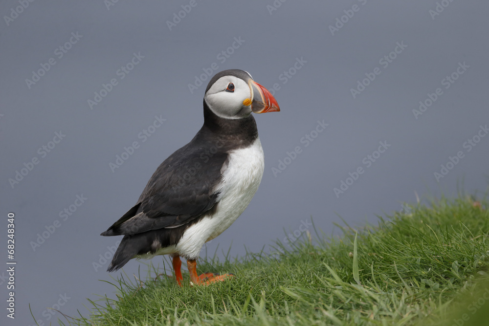 Puffin, Fratercula arctica Puffin, Fratercula arctica