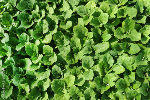 Wallpaper Mural Foglie Torontodigital.ca