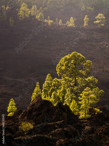 Kiefern auf vulkanischem Boden im Gebirge Teneriffas photo