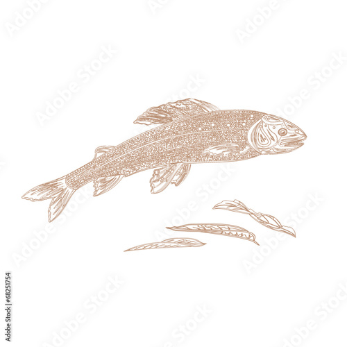 Trout as vintage engraved vector illustration photo