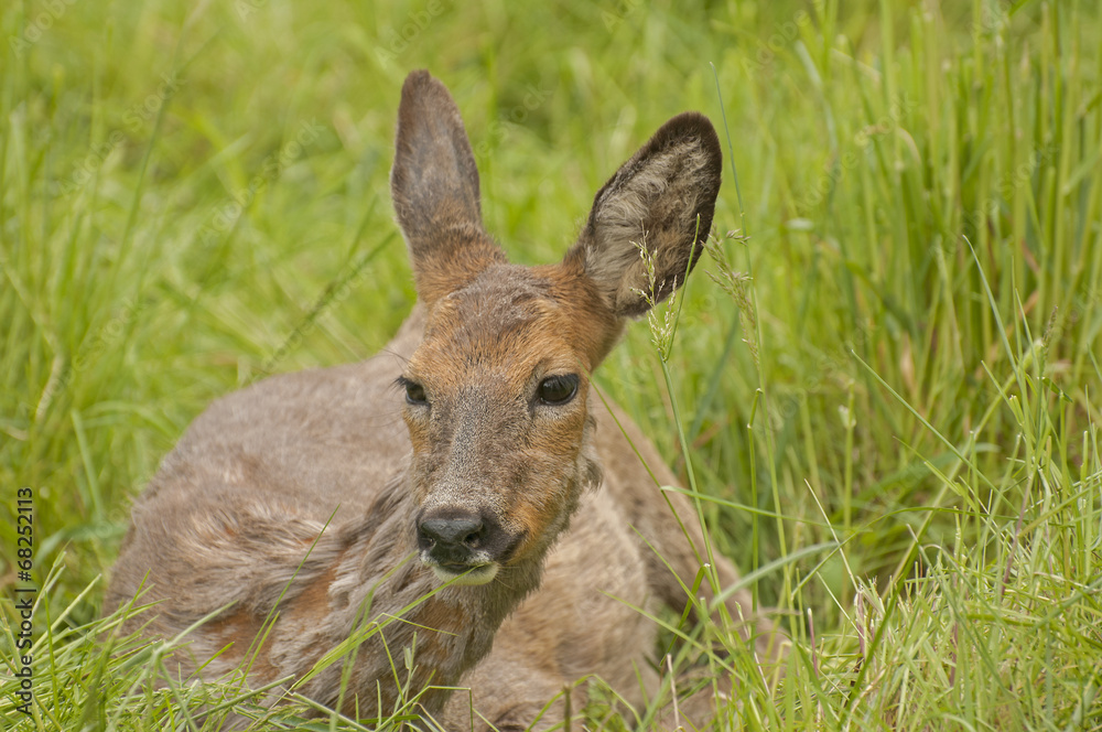 Roe deer Roe deer