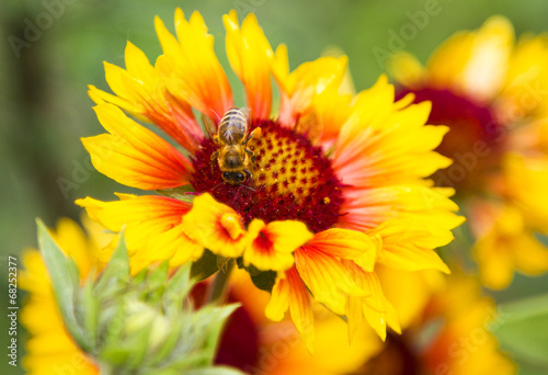Fototapeta Naklejka Na Ścianę i Meble -  Flower with bee