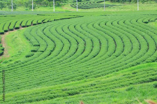 Cluster of young green tea leaf in tea field