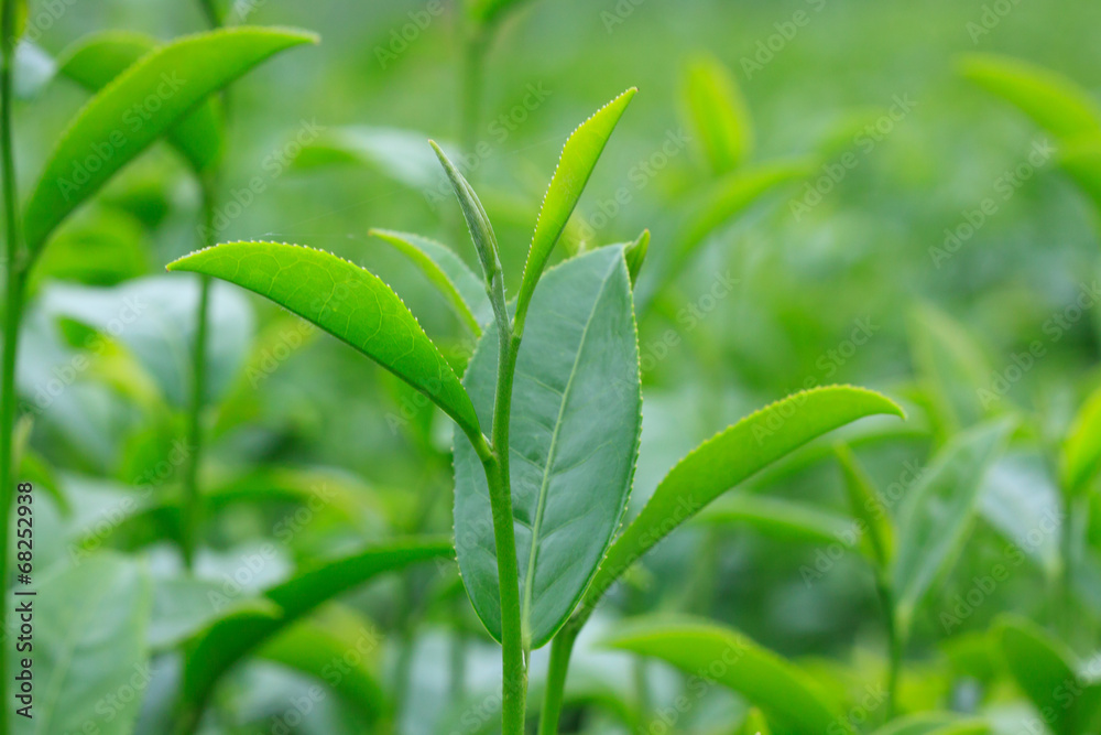 Cluster of young green tea leaf in tea field, Tea Plantations
