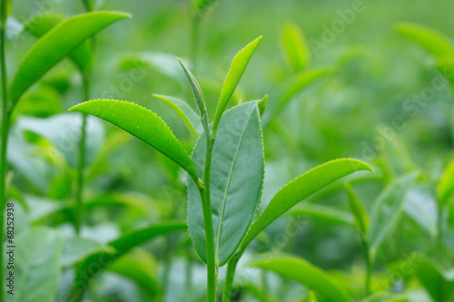 Cluster of young green tea leaf in tea field, Tea Plantations