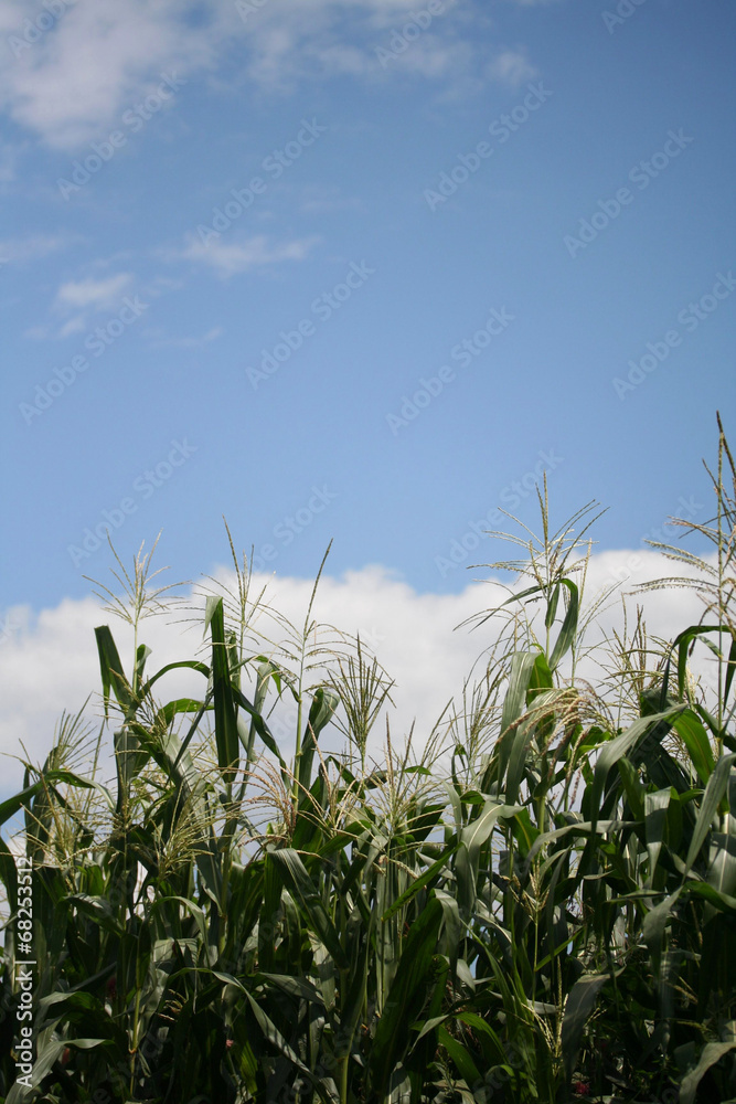 Fototapeta premium campo di mais e cielo azzurro