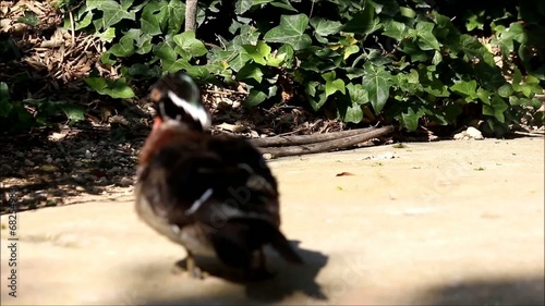 A brown duck after bathing and shaking off water