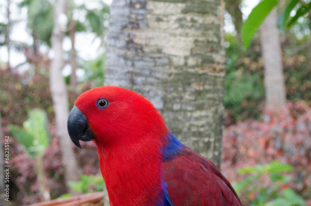 Eclectus parrot in Loro Park Tenerife, Spain