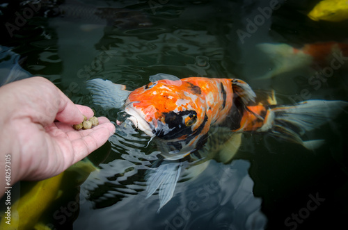 Feeding koi carp by hand photo