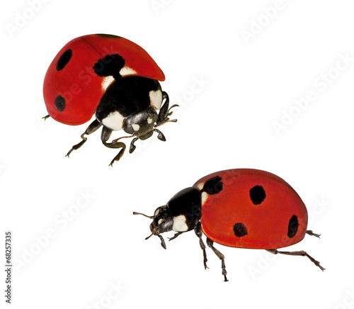 Fotografie Ladybirds