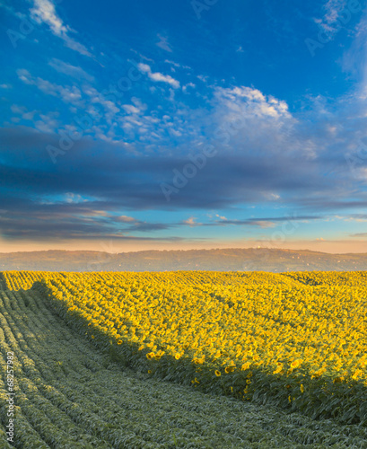 Fototapeta Naklejka Na Ścianę i Meble -  Sunflower field at dawn next to soybean field