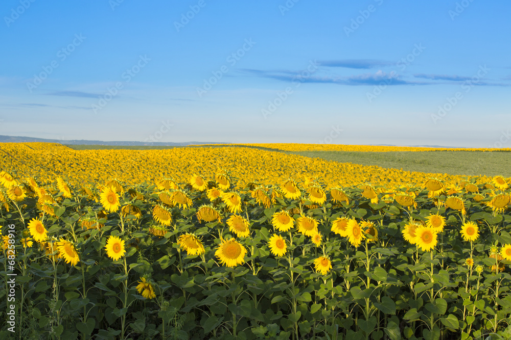 Sunflower field at dawn inflowering  stage