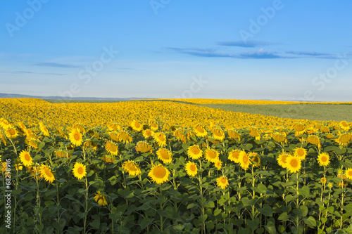 Sunflower field at dawn inflowering stage