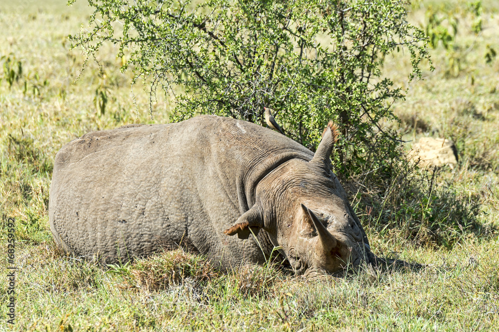 Fototapeta premium Kenia-Nashorn-18983