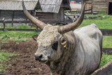 Podolian bull with big horns at the farm