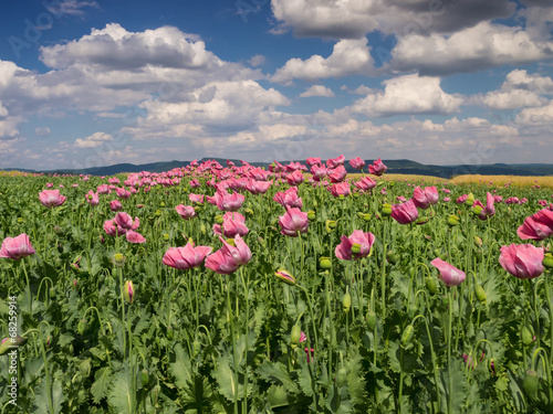 Opium Poppy field in full bloom