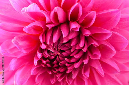 Fototapeta Naklejka Na Ścianę i Meble -  Magenta pink dahlia