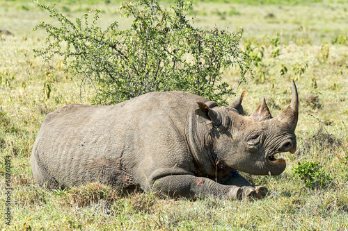 Kenia-Nashorn-18992