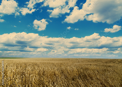 Ripe wheat field over blue sky. Agricultural landscape