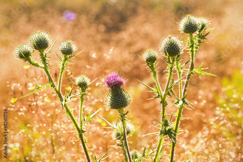 Thistle cluster with pink f...