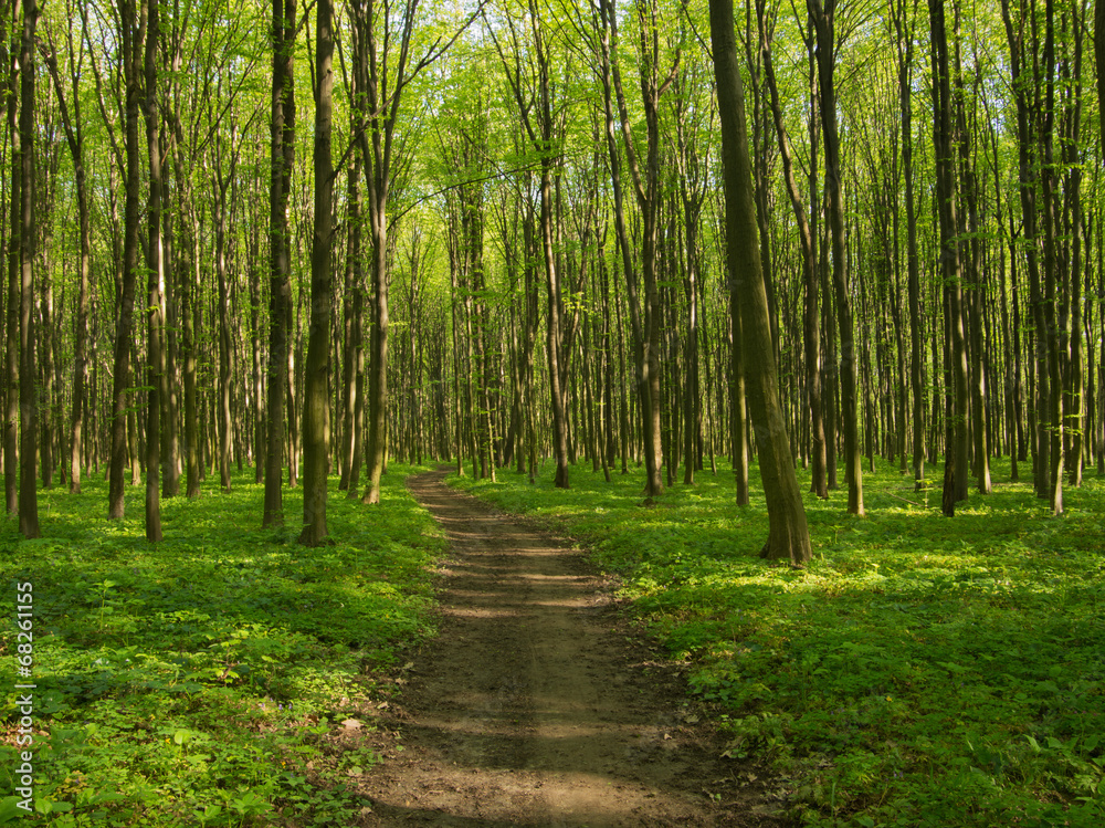 Fototapeta premium Path in spring green forest