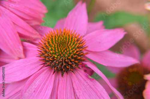 Echinacea - Sonnenhut