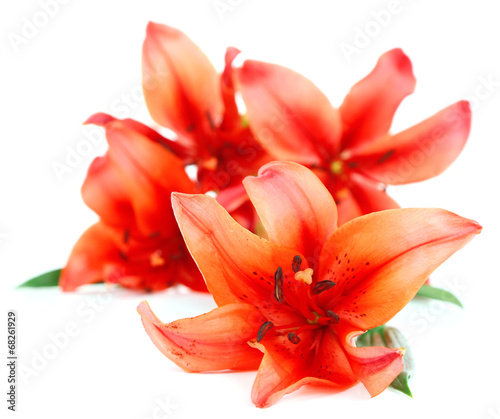 Beautiful lily isolated on white