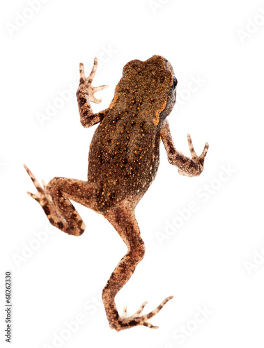 Tiny toad isolated on white background. VERY small and lively.