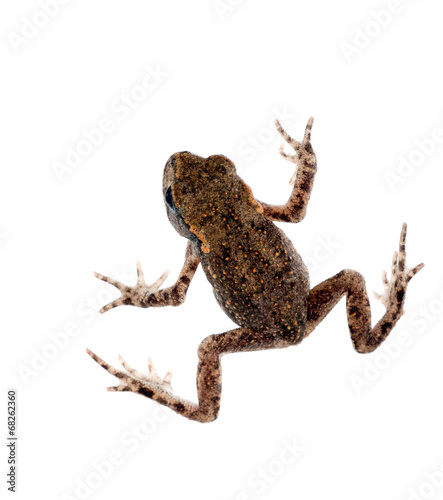 Baby toad, bufo bufo, isolated on white background