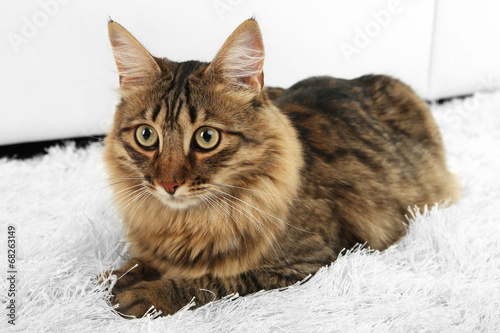Beautiful cat lying on carpet