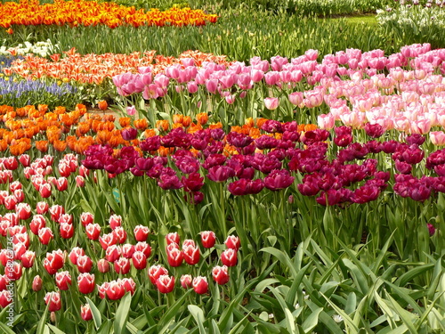 Wallpaper Mural Sea of Tulips Torontodigital.ca