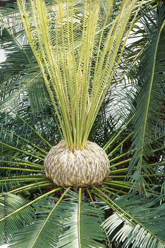 Cycad tree photo