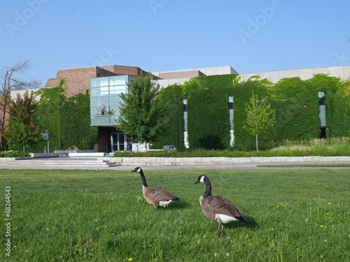 Photography wild geese on university campus, York University, Toronto