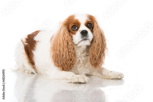 Cavalier King Charles Spaniel