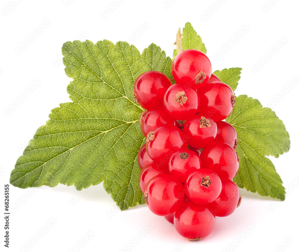 Red currants and green leaves still life Red currants and green leaves still life