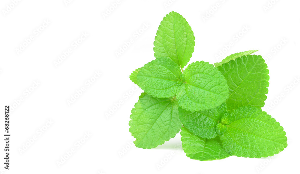 Fresh raw mint leaves isolated on white background Fresh raw mint leaves isolated on white background