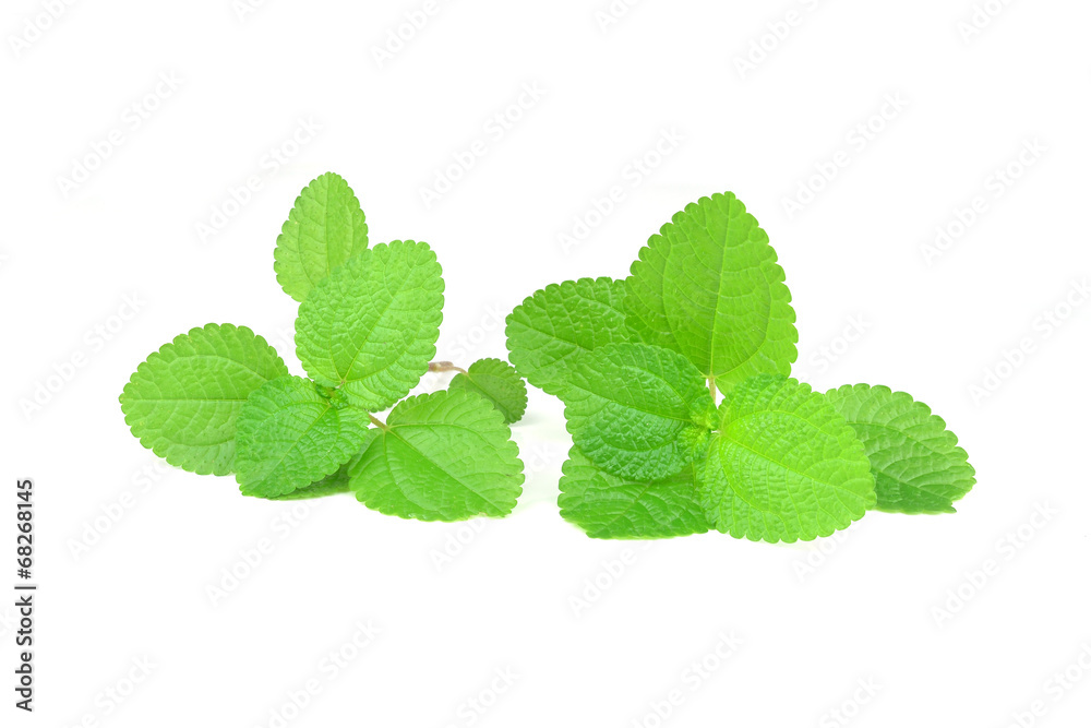 Fresh raw mint leaves isolated on white background Fresh raw mint leaves isolated on white background