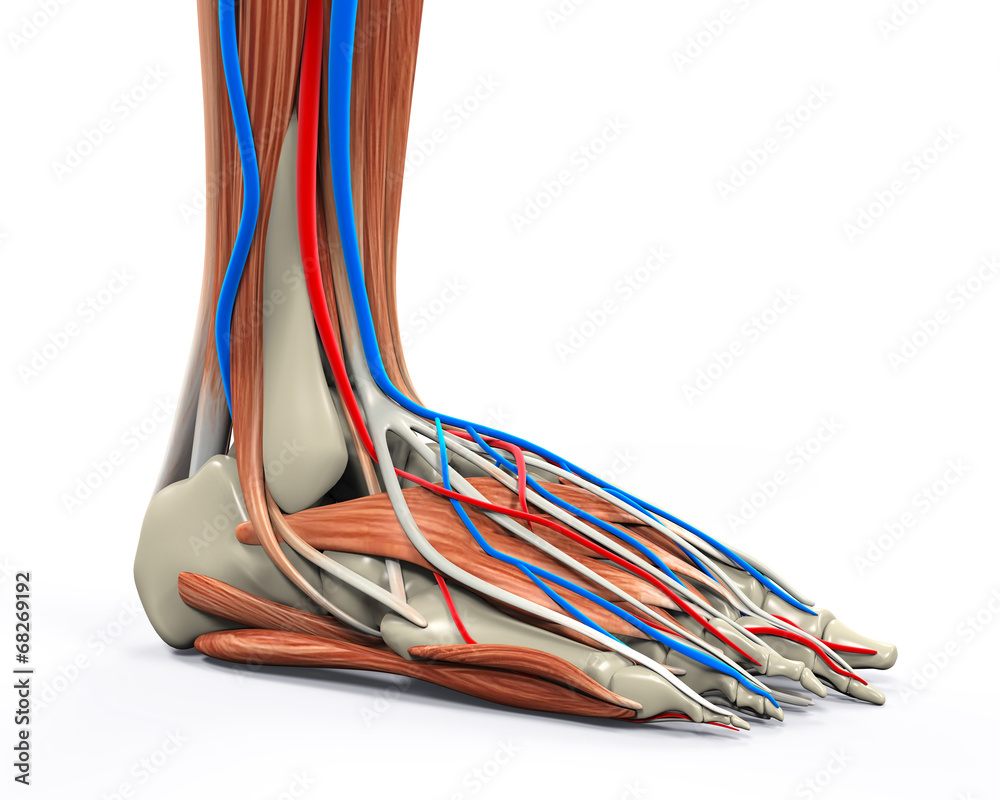 Human Foot Muscles Anatomy Stock Illustration Biology Diagrams