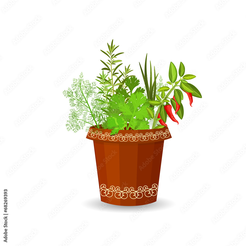 Fototapeta premium herbs and hot pepper in a flower pot