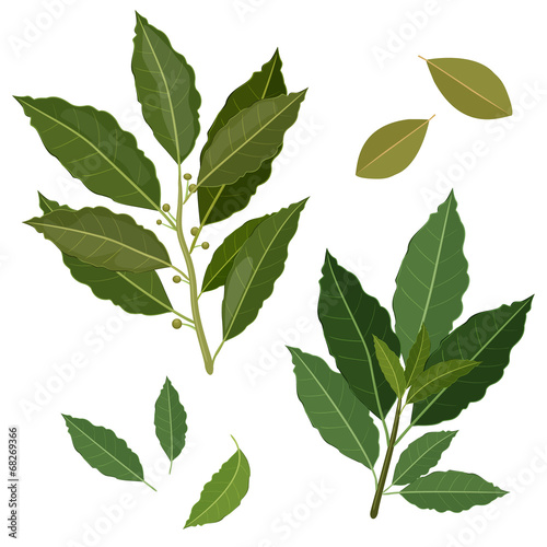 twig fresh bay leaf herb isolated set