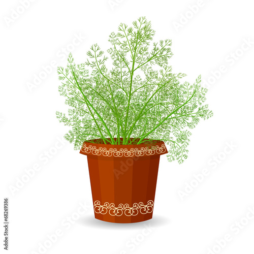 dill in a flower pot