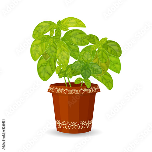 fresh basil herb in a flower pot