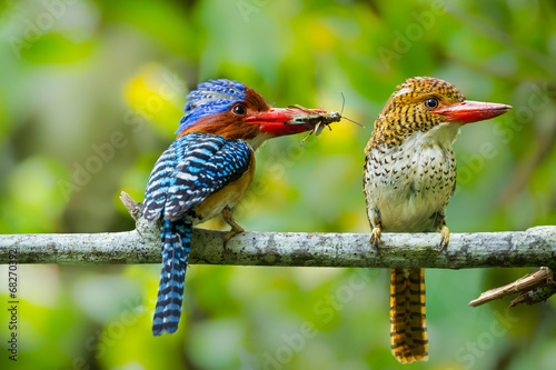 Couple of love of Banded Kingfisher  with cicada in his mount