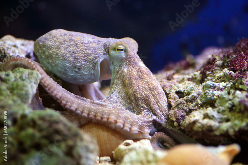 Common octopus resting on a reef