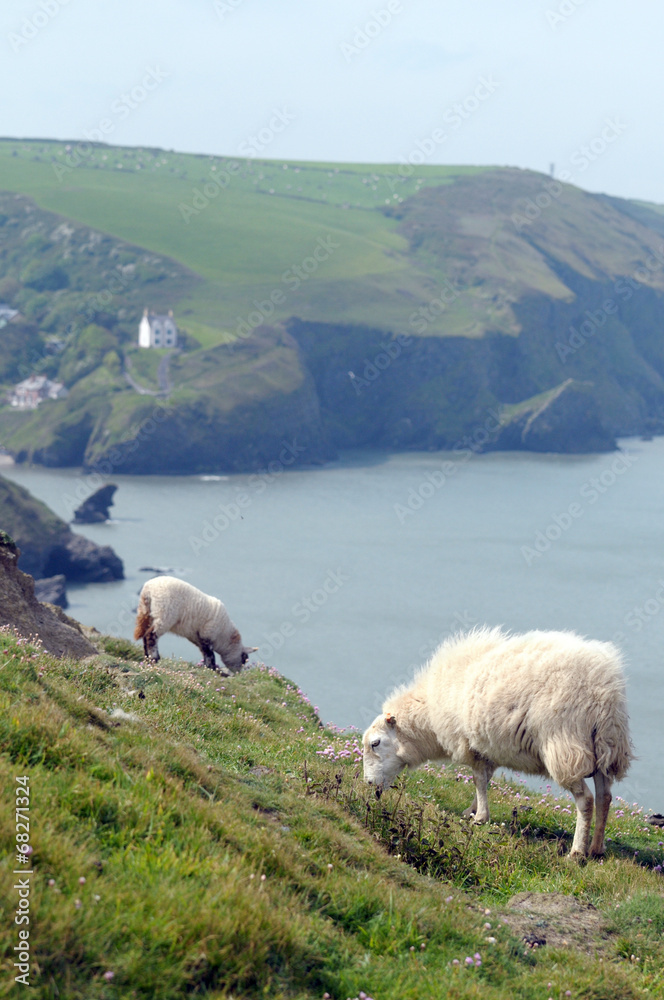Obraz premium Sheep and lamb grazing against sea in Cardigan, Wales