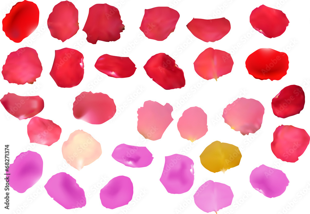 twenty nine rose petals isolated on white twenty nine rose petals isolated on white