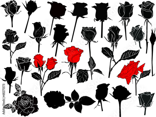 isolated black and red roses sketches