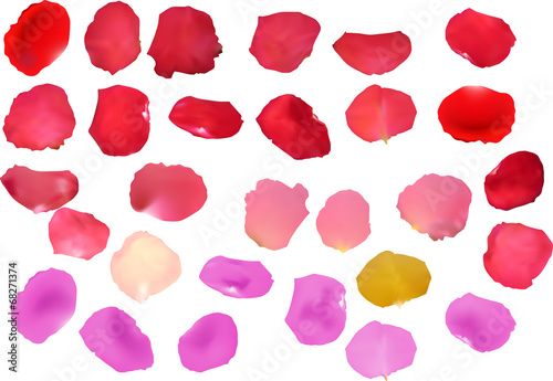 twenty nine rose petals isolated on white