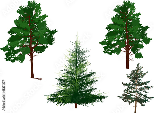 four evergreen trees isolated on white