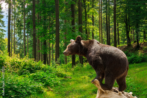 Fotografie curious little bear in the forest